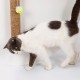 Wall Mounted Scratching Post with Hanging Ball Toy Cat Scratcher Cat Climbing Scratching Toy for Cats Playing Alone Wall Mounted Scratching Post with Hanging Ball Toy Cat Scratcher Cat Climbing Scratching Toy for Cats Playing Alone
