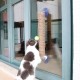 Wall Mounted Scratching Post with Hanging Ball Toy Cat Scratcher Cat Climbing Scratching Toy for Cats Playing Alone Wall Mounted Scratching Post with Hanging Ball Toy Cat Scratcher Cat Climbing Scratching Toy for Cats Playing Alone