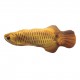 Realistic Plush Simulation Doll Fish, Funny Interactive Pets Chew Bite Supplies for Cat/Kitty/Kitten Fish Flop Cat Toy Catnip Toys Realistic Plush Simulation Doll Fish, Funny Interactive Pets Chew Bite Supplies for Cat/Kitty/Kitten Fish Flop Cat Toy Catnip Toys