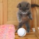 Smart Interactive Cat Toy Ball, Automatic Rolling Ball, USB Rechargeable Cat Light Toy, 360 Degree Self Rotating Ball for Pet Cat Dog, LED Lighting Cat Exercise Chaser Toy Smart Interactive Cat Toy Ball, Automatic Rolling Ball, USB Rechargeable Cat Light Toy, 360 Degree Self Rotating Ball for Pet Cat Dog, LED Lighting Cat Exercise Chaser Toy