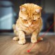 Tease Cat Pen Flashlight Toy Laser LED Pen Light USB Charging 3 Lighting Modes Creative Style Tease Cat Pen Flashlight Toy Laser LED Pen Light USB Charging 3 Lighting Modes Creative Style