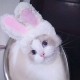 Cute Pet Rabbit Ears Hat for Cat Cosplay Clothes Fancy Pet Bunny Cap Halloween Easter Birthday Photo Shoot Dress for Cat Cute Pet Rabbit Ears Hat for Cat Cosplay Clothes Fancy Pet Bunny Cap Halloween Easter Birthday Photo Shoot Dress for Cat