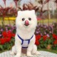 Dog Vest Dog Shirt Pet Summer Clothes for Puppy Dogs Dog Vest Dog Shirt Pet Summer Clothes for Puppy Dogs