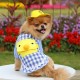 Dog Shirt Pet Plaid Shirts Pet Summer Clothes for Puppy Dogs Duck Cartoon Backpack with Yellow Hat Dog Shirt Pet Plaid Shirts Pet Summer Clothes for Puppy Dogs Duck Cartoon Backpack with Yellow Hat