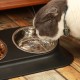 Stainless Steel Pet Bowl with Rubber Base, 15 Degree Tilt Raised Non-Slip Feeder for Small/Medium/Large Dogs, Perfect for Pet Feeding Bowls and Water Bowls Stainless Steel Pet Bowl with Rubber Base, 15 Degree Tilt Raised Non-Slip Feeder for Small/Medium/Large Dogs, Perfect for Pet Feeding Bowls and Water Bowls