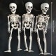 35’’ Halloweens Skeleton Full Body Realistic Human Bones with Movable Joints Posable Joints Pose Skeleton Prop Decoration 35’’ Halloweens Skeleton Full Body Realistic Human Bones with Movable Joints Posable Joints Pose Skeleton Prop Decoration