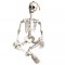 35’’ Halloweens Skeleton Full Body Realistic Human Bones with Movable Joints Posable Joints Pose Skeleton Prop Decoration