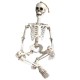 35’’ Halloweens Skeleton Full Body Realistic Human Bones with Movable Joints Posable Joints Pose Skeleton Prop Decoration 35’’ Halloweens Skeleton Full Body Realistic Human Bones with Movable Joints Posable Joints Pose Skeleton Prop Decoration