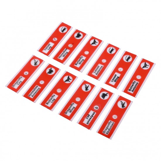 Microscope Sample Prepared Slides 48pcs Sample Specimens Prepared Microscope Slides of Animals Insects Plants Flowers for Biological Science Education Microscope Sample Prepared Slides 48pcs Sample Specimens Prepared Microscope Slides of Animals Insects Plants Flowers for Biological Science Education